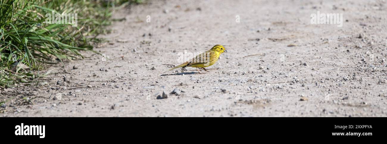 Yellowhammer assis sur un chemin gravillonné Banque D'Images