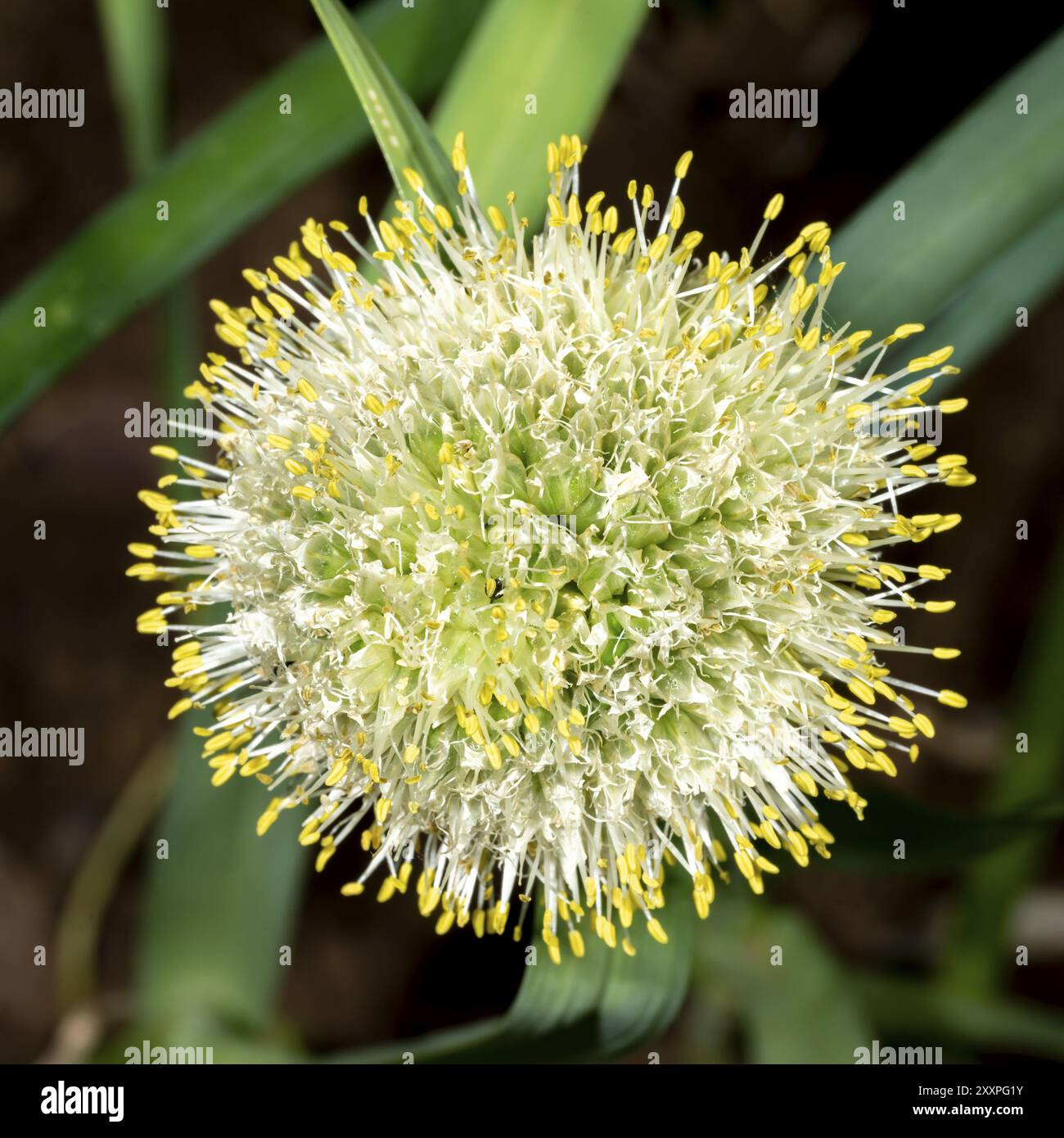 Gros plan d'une fleur d'oignon alimentaire ronde avec des gouttes de rosée et des insectes Banque D'Images