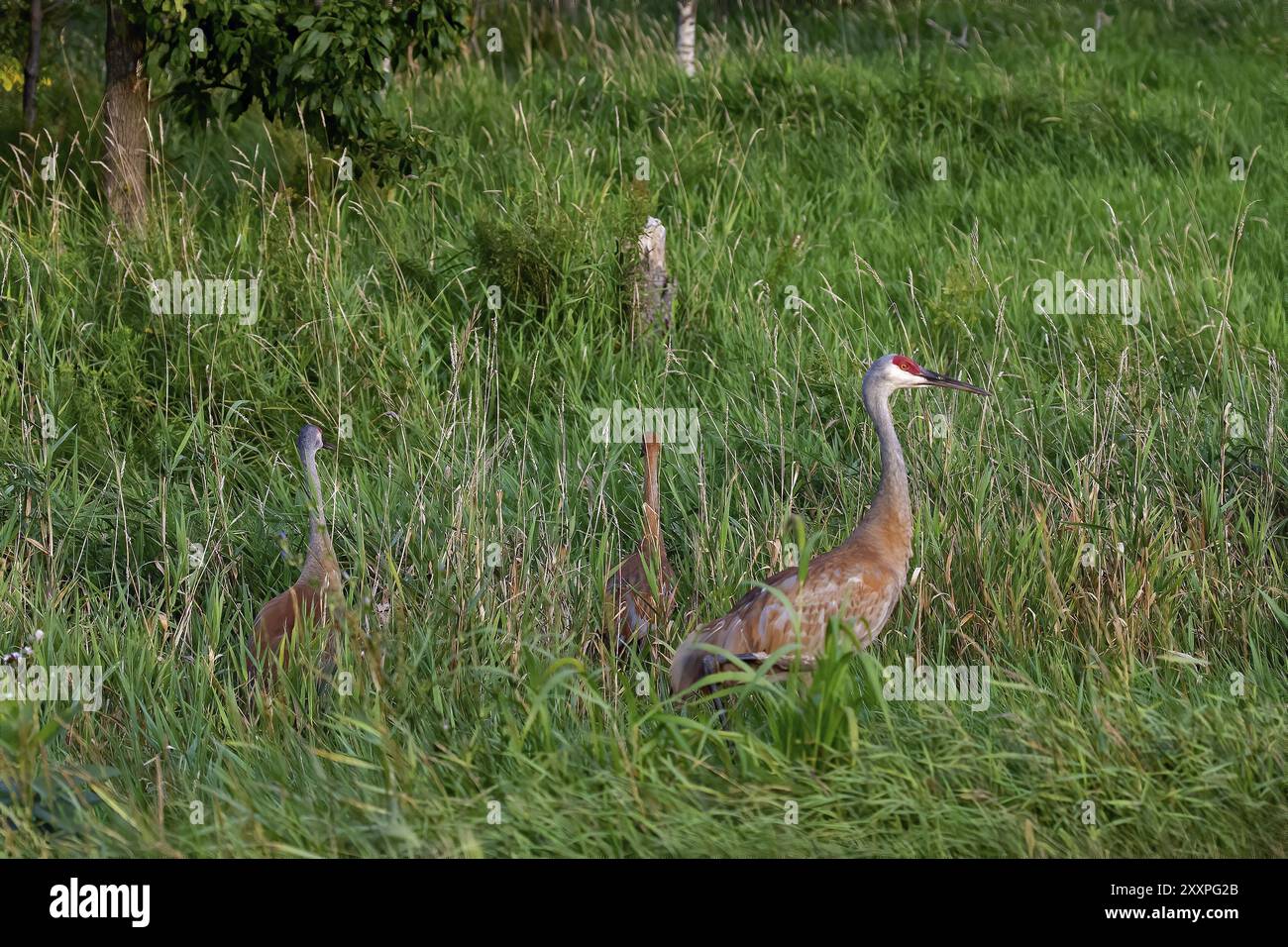 La grue de Sandhill (Antigone canadensis). Un couple nidifiant dans les hautes herbes dans un marais Banque D'Images