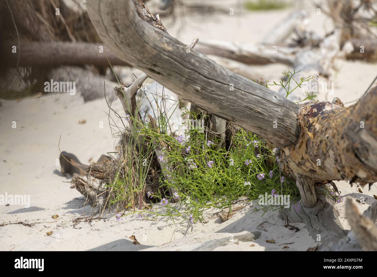 Fleurs violettes poussant sur du bois flotté dans le sable d'une dune sur la côte de la mer Baltique Banque D'Images