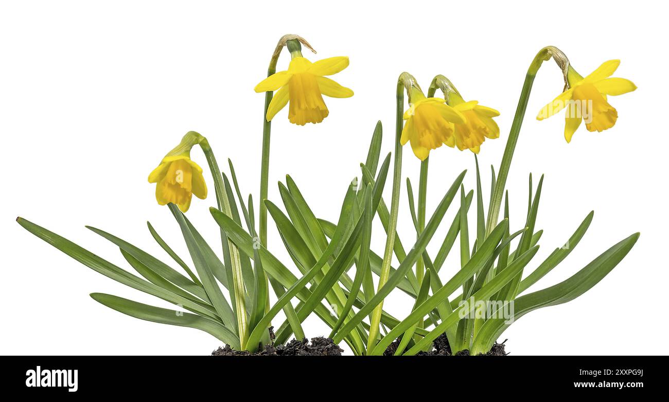 Petites jonquilles jaunes fleuries dans un pot de plante coupées sur blanc Banque D'Images