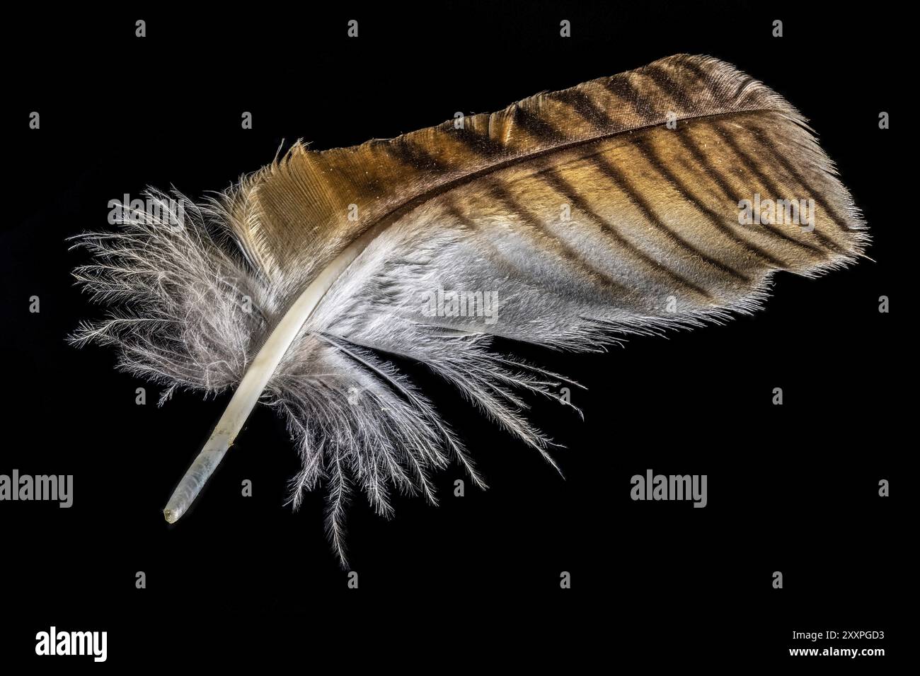 Plan macro d'une plume de hibou d'aigle brun et blanc recadrée sur noir Banque D'Images