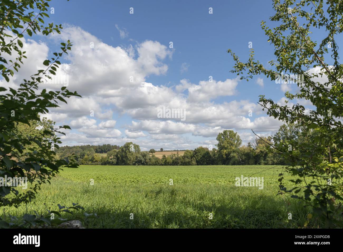 Vue à travers les arbres sur un champ vert avec des collines et un ciel bleu nuageux Banque D'Images