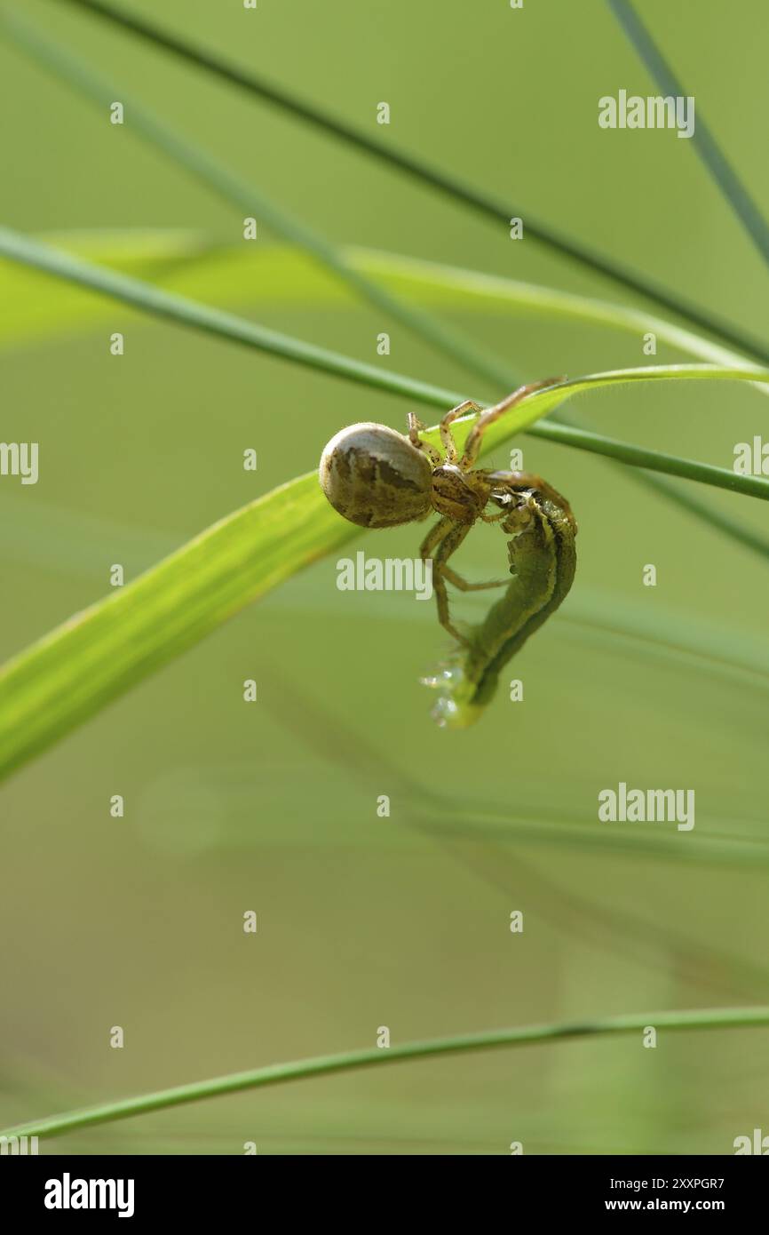 Araignée crabe brune avec proie. Araignée crabe commune mangeant une chenille Banque D'Images