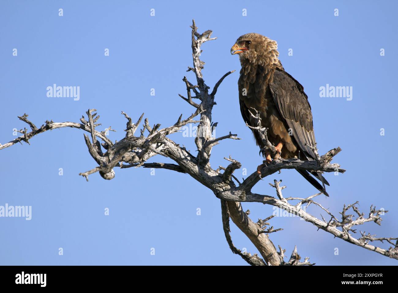 Aigle prédateur sur un arbre dans Etosha National Parkin Namibie Banque D'Images