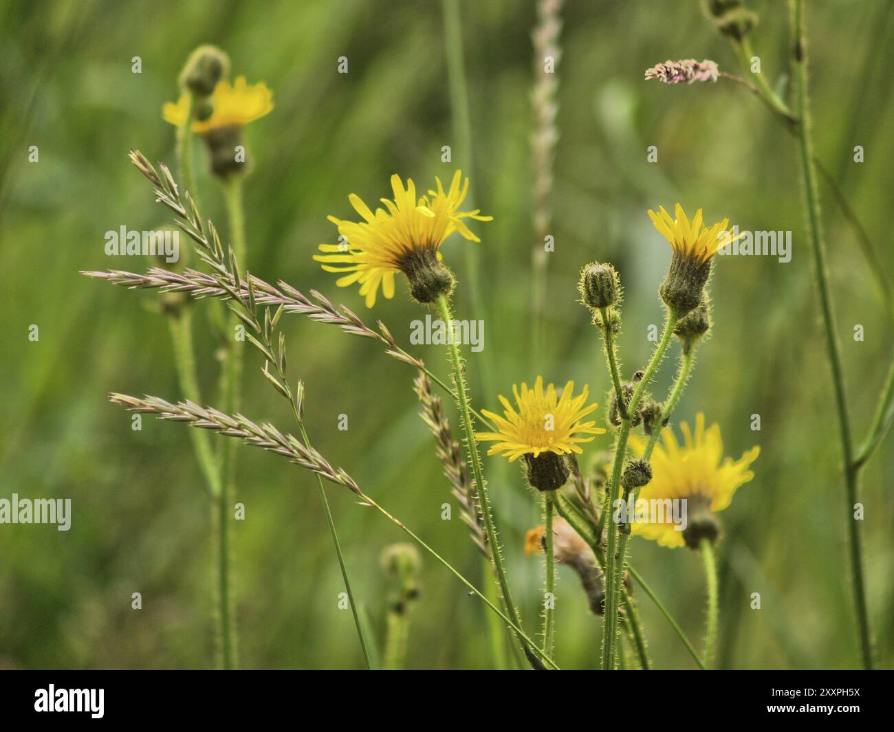 Grand pissenlit jaune vers l'herbe verte fraîche Banque D'Images