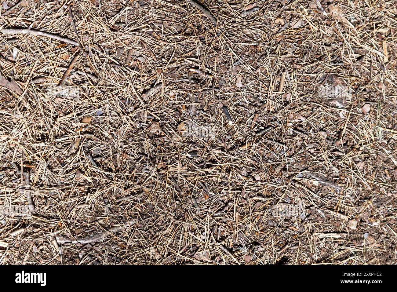 Plancher forestier avec des aiguilles de pin et de petites branches comme arrière-plan Banque D'Images