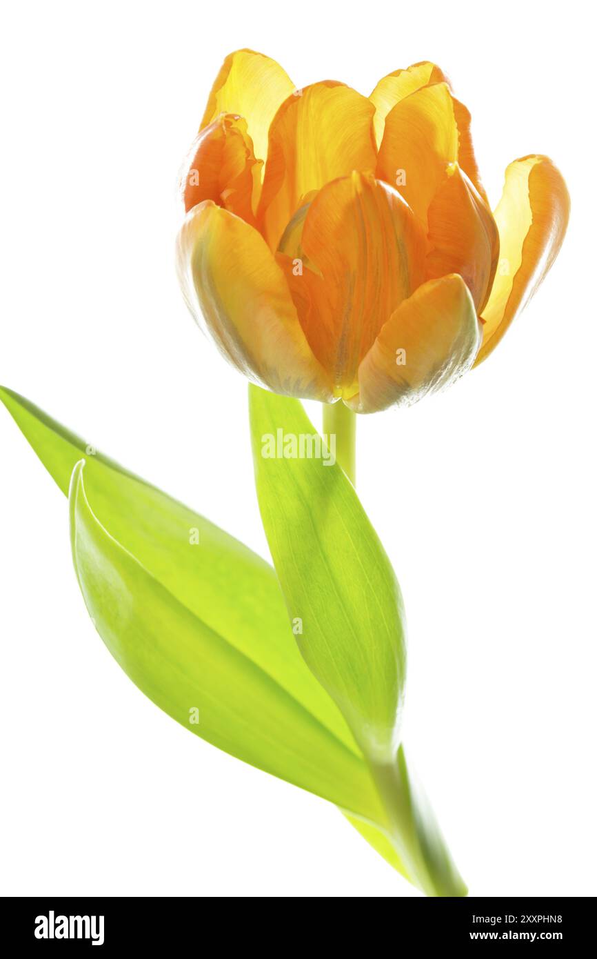 Tulipe jaune et orange Banque D'Images