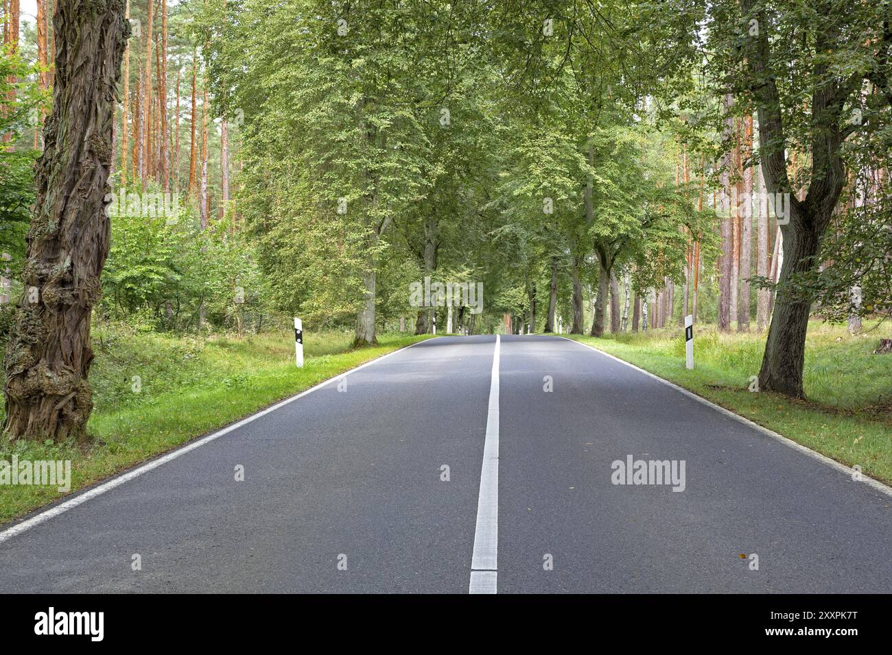 Tree Avenue à Brandebourg, Allemagne, Europe Banque D'Images