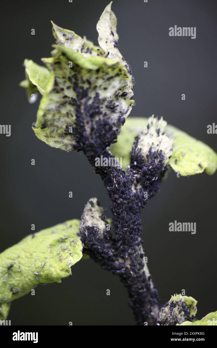 Pucerons de haricots noirs sur un chardon de chou Banque D'Images