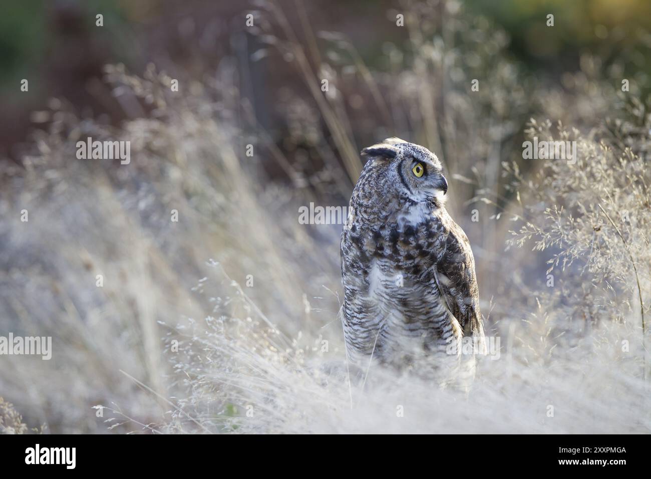 Virginia-Uhu, Bubo virginianus, Grande chouette à cornes Banque D'Images