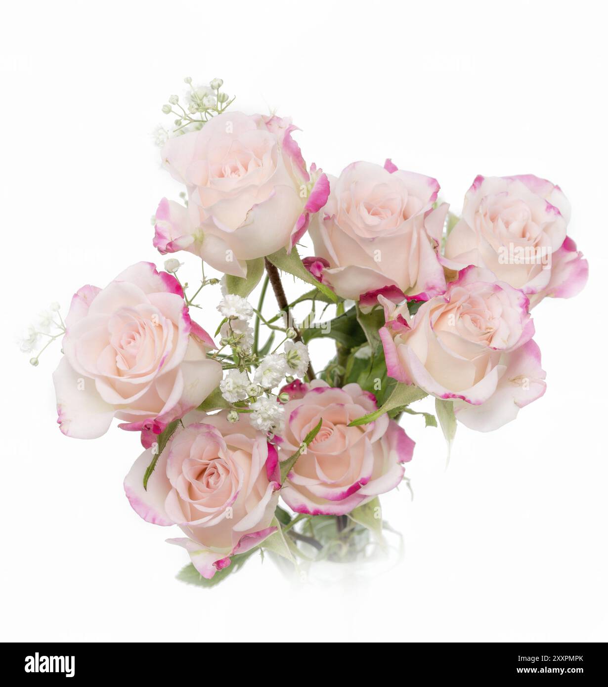 Roses de buisson rose clair doucement dessinées sur un fond blanc Banque D'Images