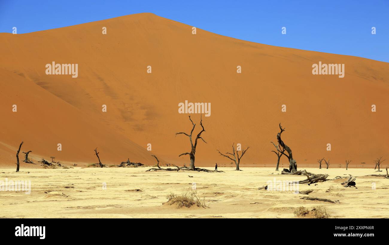 Le Vlei mort dans le parc national Namib-Naukluft en Namibie Banque D'Images