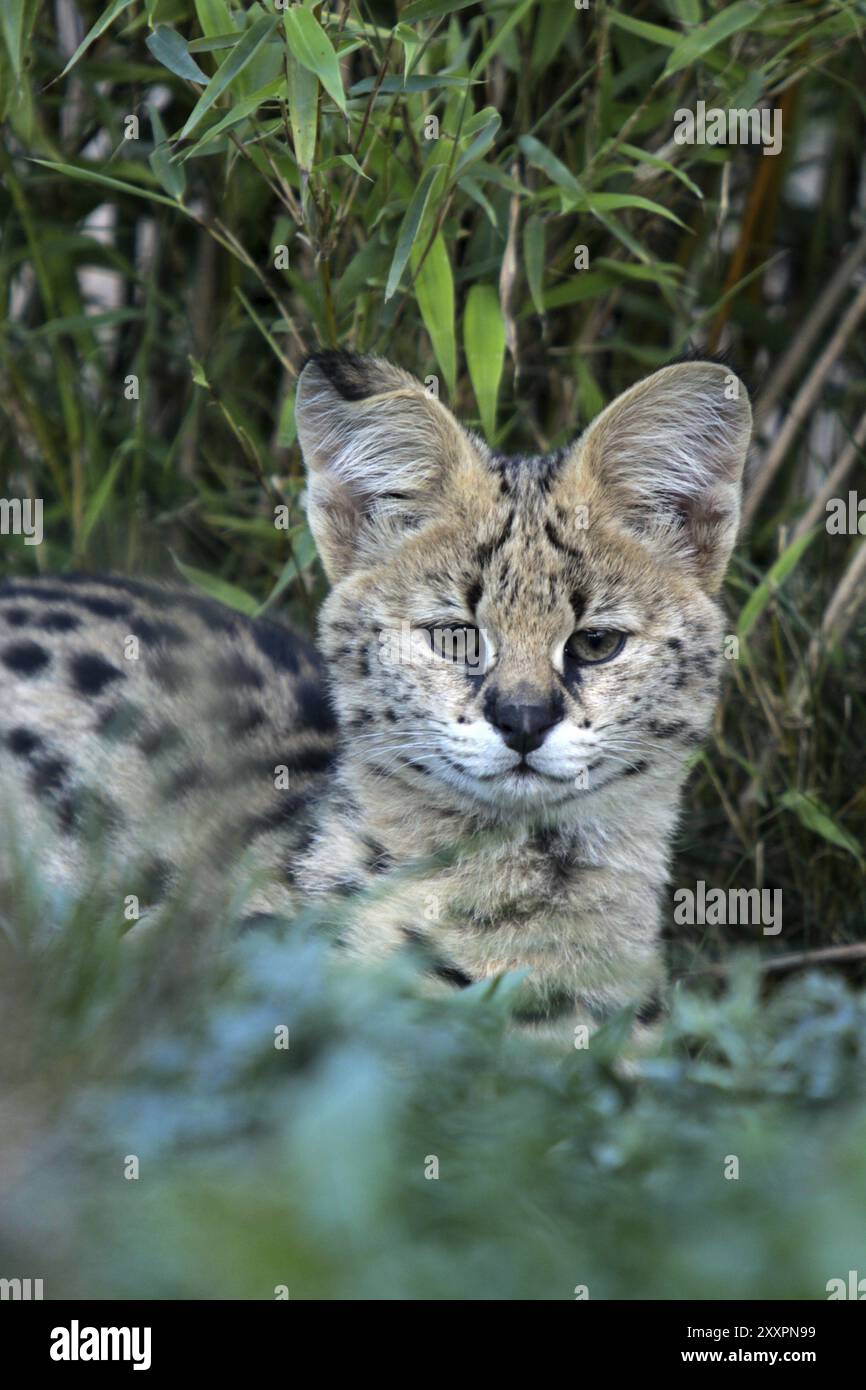 Serval Banque D'Images