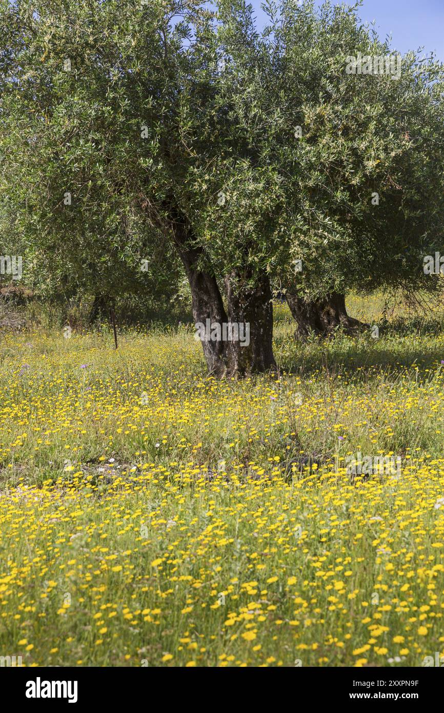 Vieux oliviers dans une prairie printanière en Grèce Banque D'Images