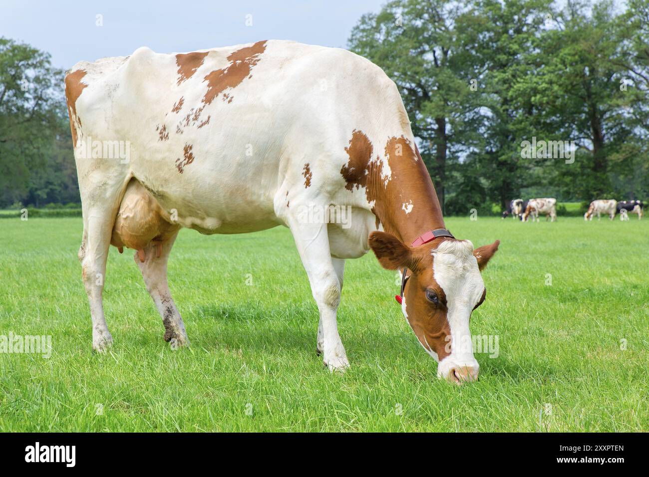 Un lait de vache mange de l'herbe en pâturage vert Banque D'Images