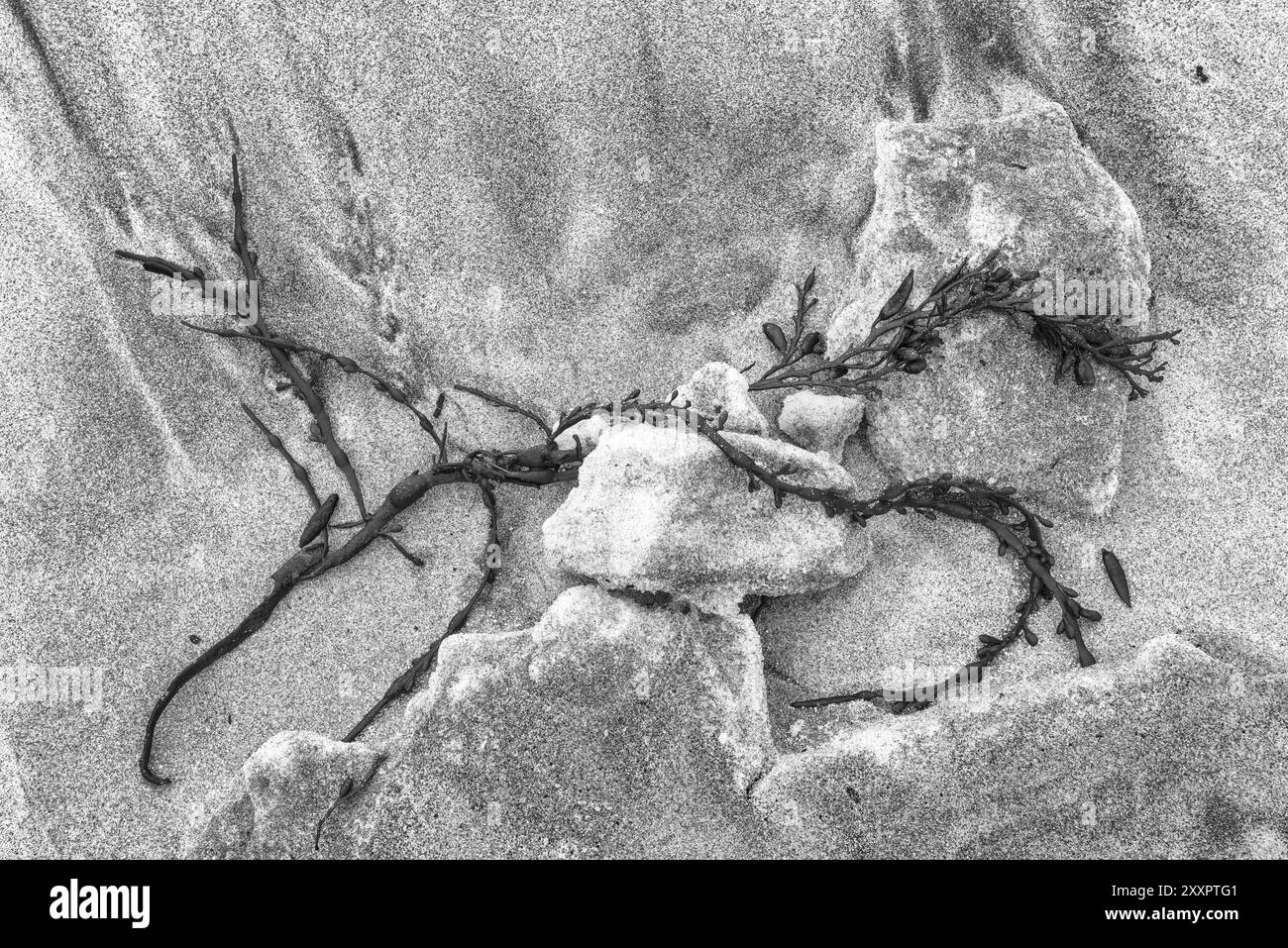 Algues sur une plage de sable, Senja, Troms, Norvège, mars 2015, Europe Banque D'Images