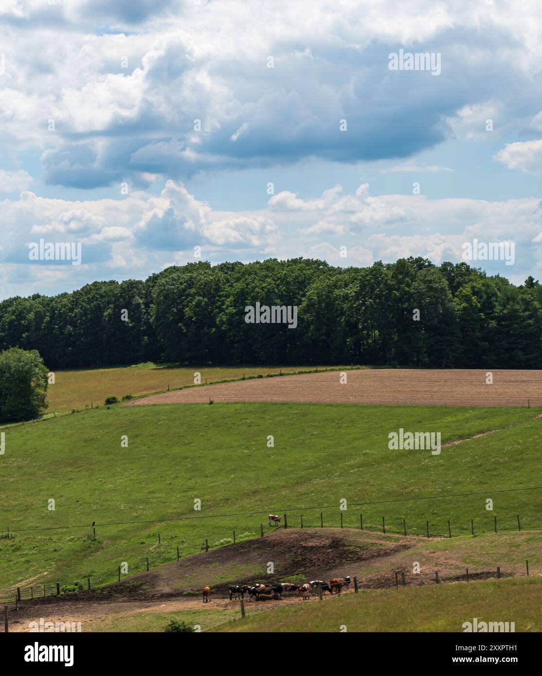Un pâturage agricole avec des vaches et un champ labouré dans le comté de Warren, Pennsylvanie, États-Unis par une journée d'été ensoleillée Banque D'Images