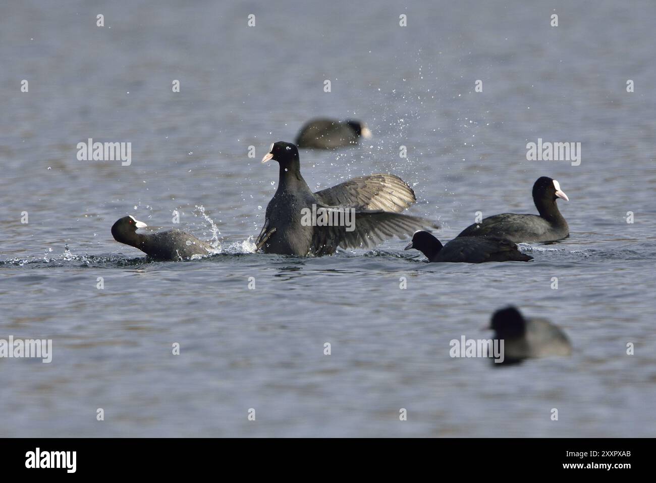 Eurasian Coot dans la saison d'accouplement. Coots eurasiens pendant la saison d'accouplement Banque D'Images