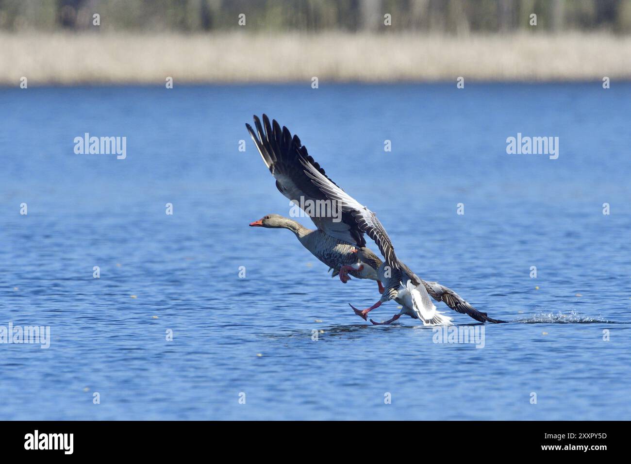 L'oie de Greylag dans le combat au printemps. L'oie grise au printemps pendant la cour et la défense du territoire Banque D'Images