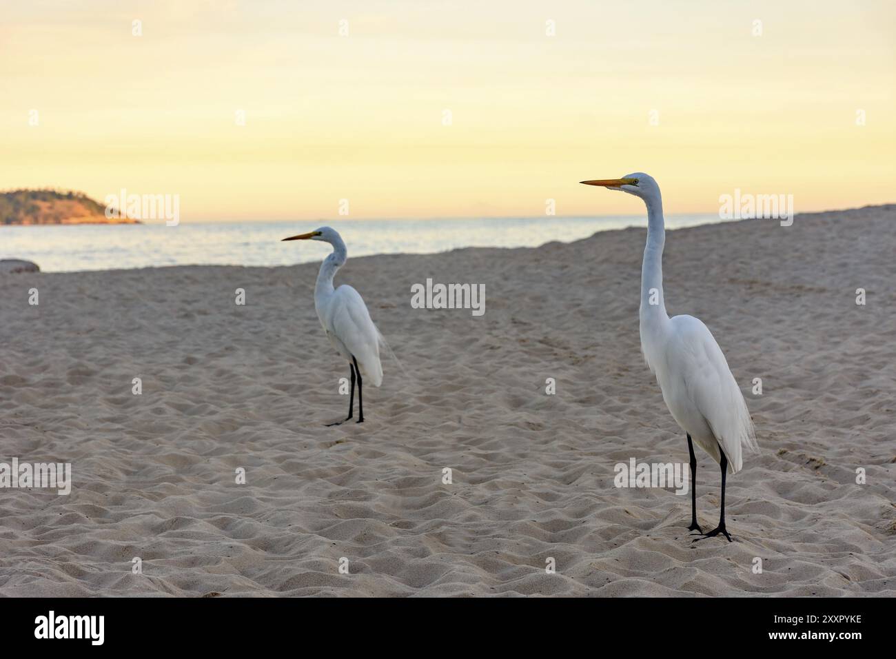 Héron blanc, situé sur le sable de la plage d'Ipanema au coucher du soleil Banque D'Images