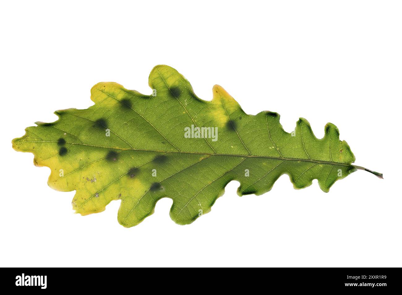 Gros plan d'une feuille de chêne avec une couvée de guêpes biliaires Cynipidae coupées sur blanc Banque D'Images