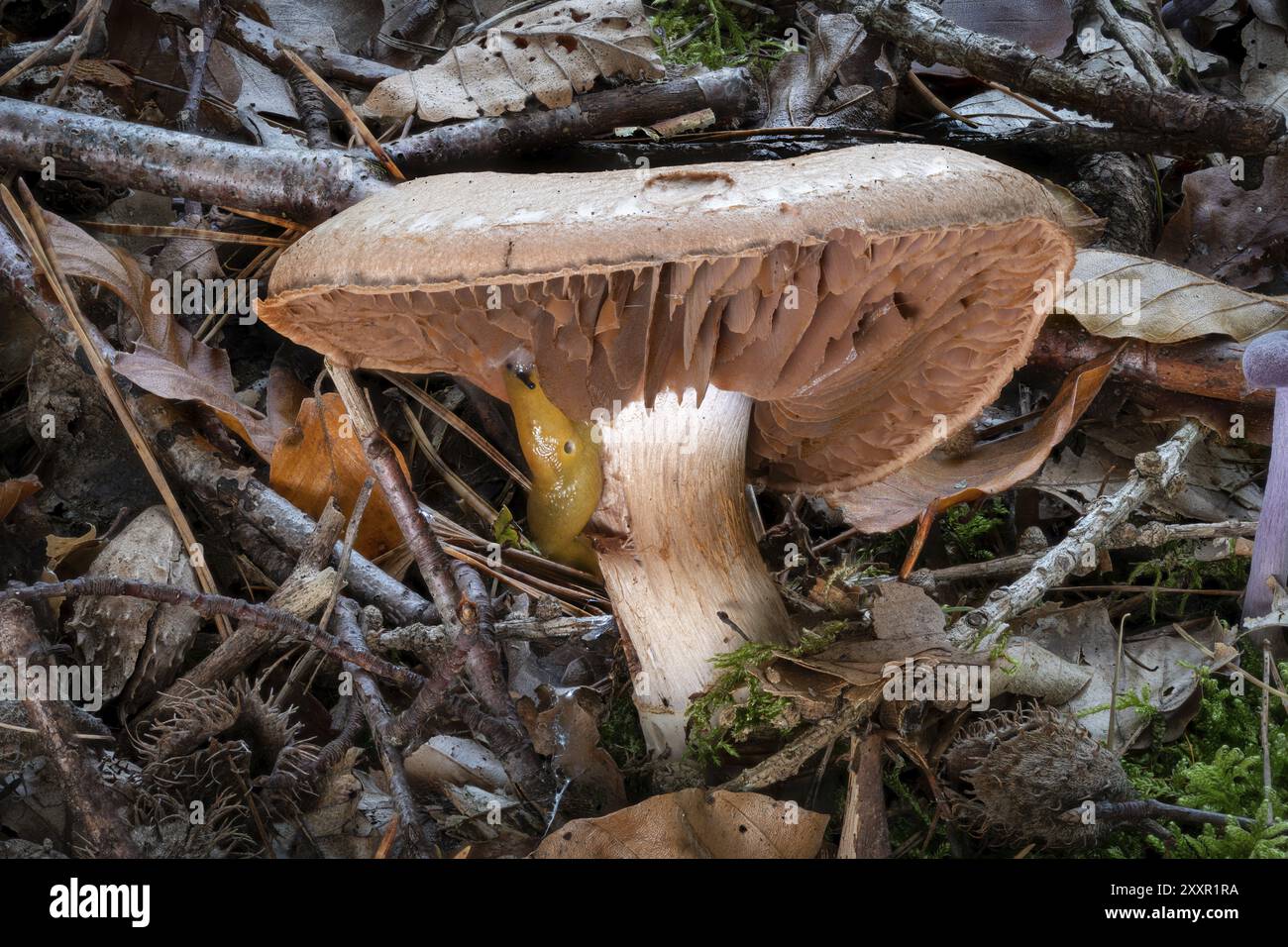 Vue latérale d'une seule gypsophile, Cortinarius, entre les feuilles et les aiguilles de pin Banque D'Images