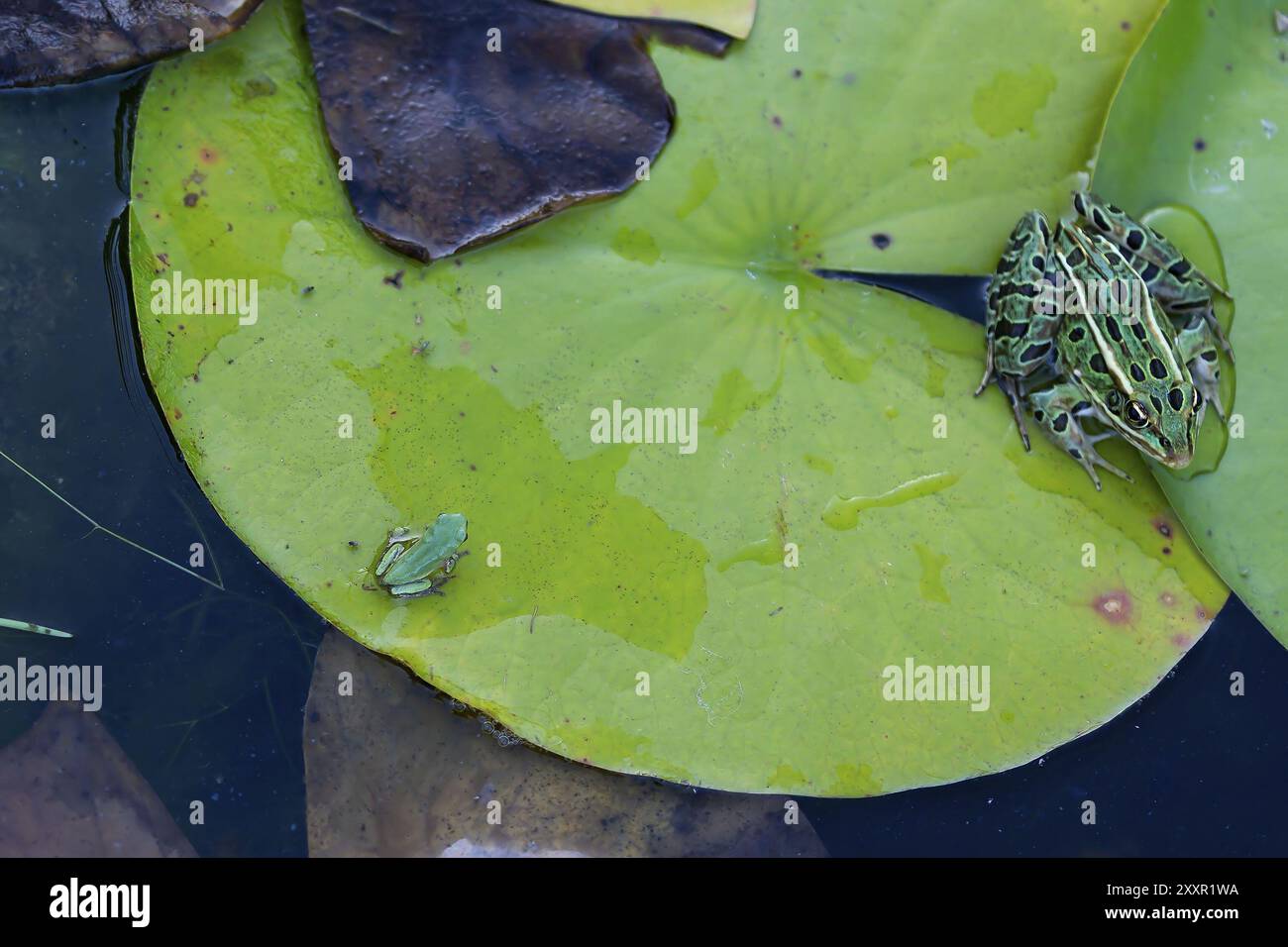 La grenouille d'arbre grise (Hyla versicolor) et la grenouille-picerelle (Lithobates palustris) Banque D'Images