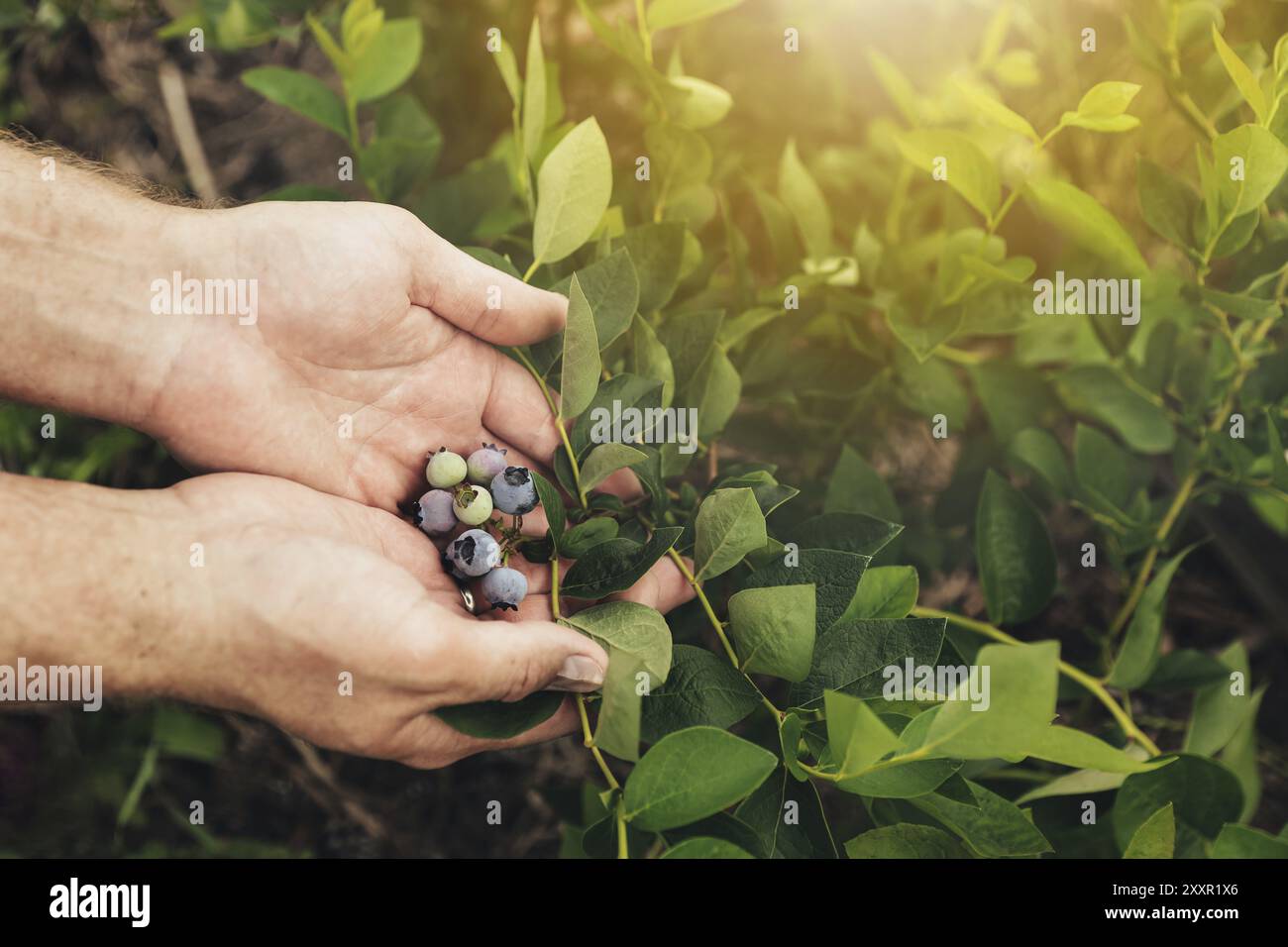 Gros plan de la main fermier mâle tenant une branche de bleuet frais mûr ou un arbuste du buisson dans le jardin maison ou le champ de la ferme fruitière. Affichage et présentation de vari Banque D'Images