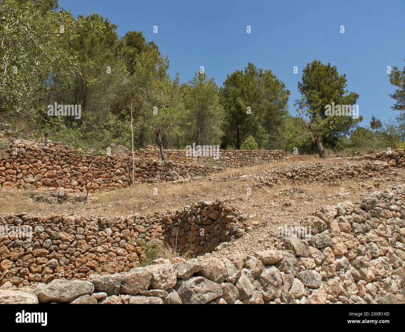 Murs en pierre en terrasses sur une pente avec végétation et arbres sous un ciel bleu, ibiza, mer méditerranée, espagne Banque D'Images