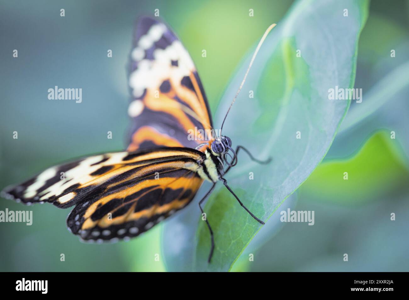 Papillon de passiflore tigre Banque D'Images