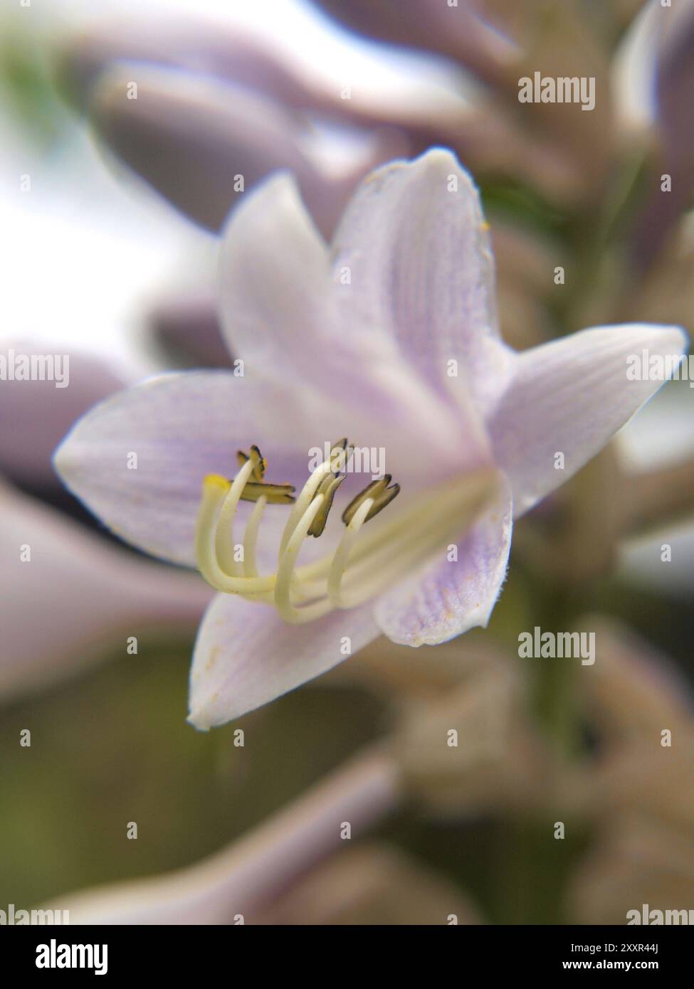 Gros plan de fleur de lis, isolé vers d'autres lis Banque D'Images