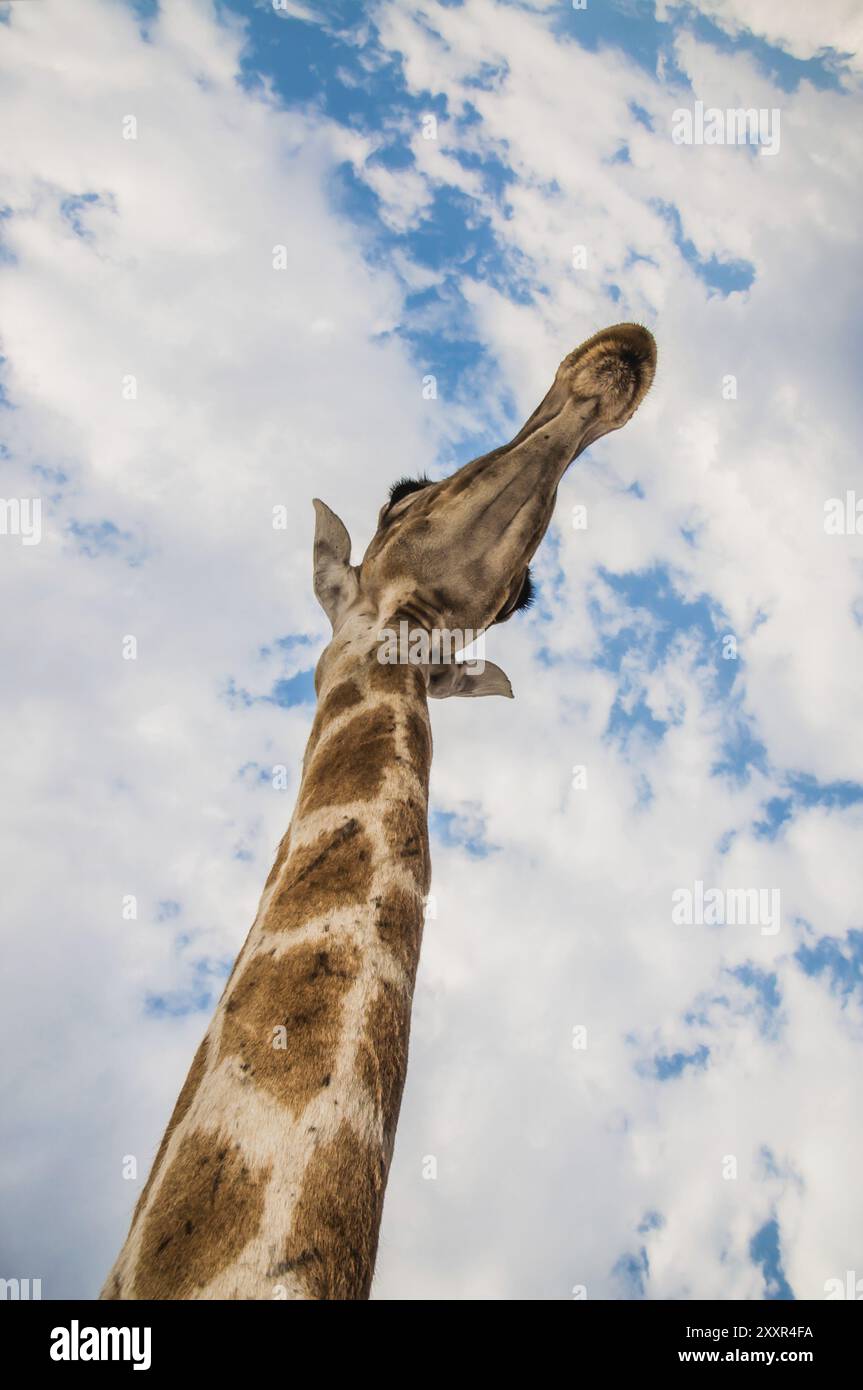 Gros plan photo du cou et du visage d'une girafe Banque D'Images