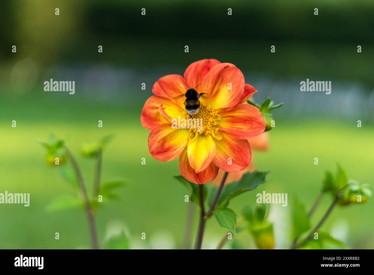 Bourdon sur un dahlia dans le jardin Banque D'Images