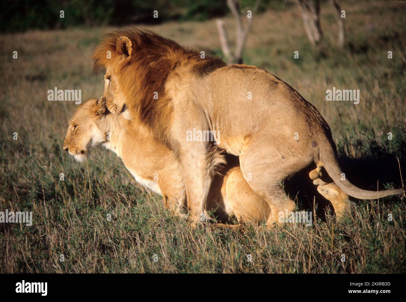 Les Lions, Masai Mara, Kenya Banque D'Images