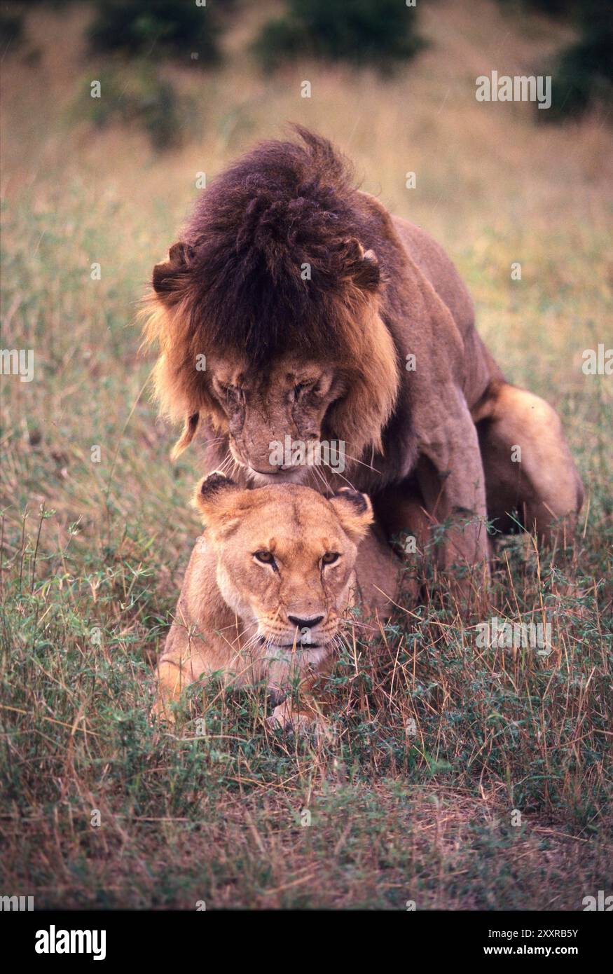Les Lions, Masai Mara, Kenya Banque D'Images