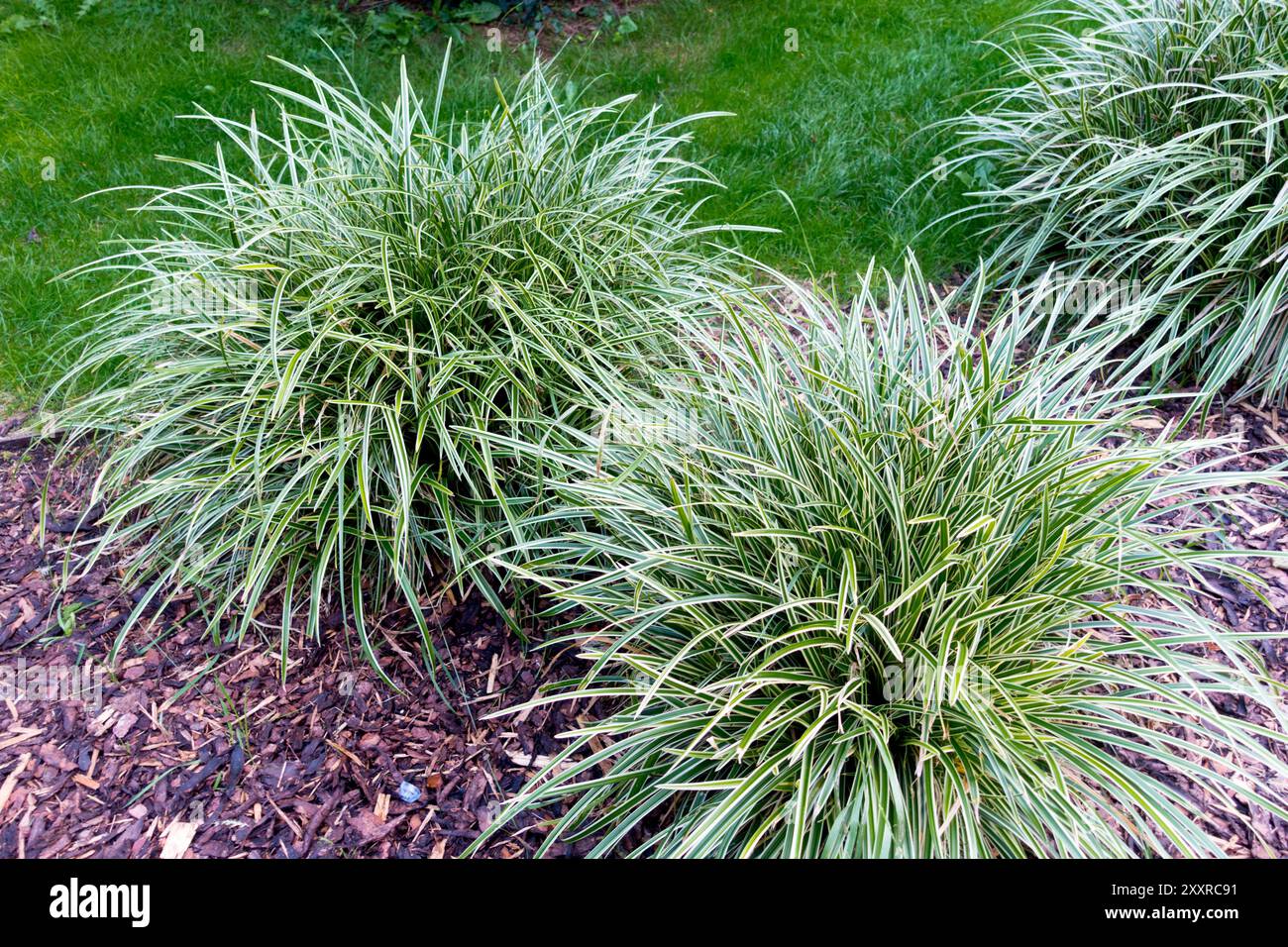 Toile d'herbe japonaise Carex morrowii 'Ice Dance' Banque D'Images