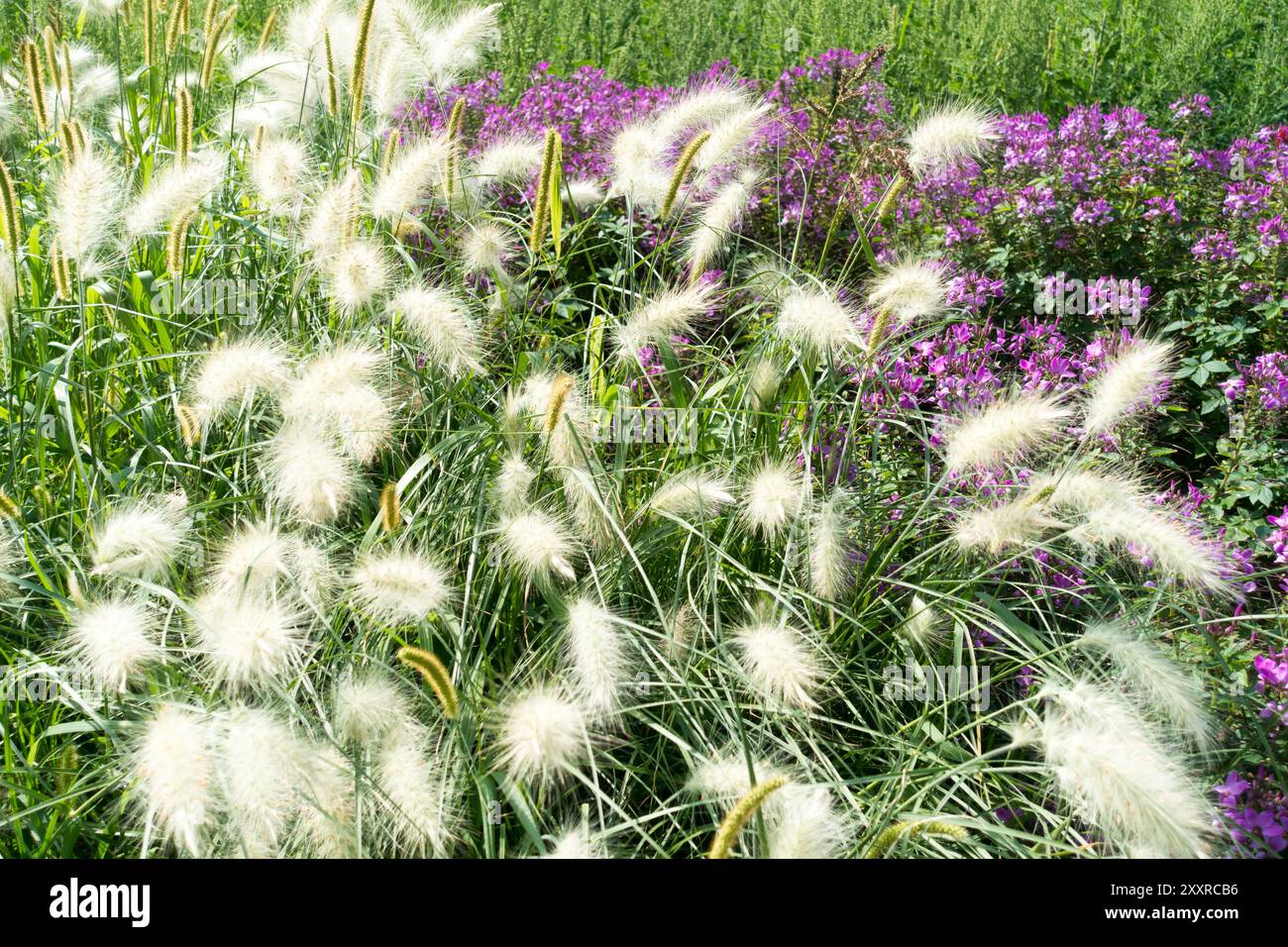 Herbe fontaine Pennisetum villosum Cenchrus longisetus et Spider Flower dans le parterre de fleurs Banque D'Images