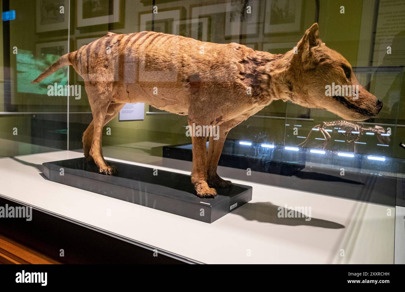 A un thylacine quelque peu en lambeaux et vieux taxidermié exposé au Tasmanian Museum and Art Gallery de Hobart. Le dernier thylacine connu est mort en captivité à Hobart en 1936. Banque D'Images