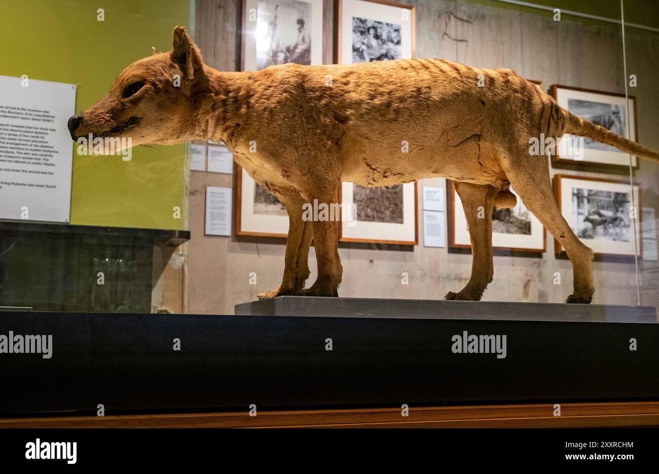 A un thylacine quelque peu en lambeaux et vieux taxidermié exposé au Tasmanian Museum and Art Gallery de Hobart. Le dernier thylacine connu est mort en captivité à Hobart en 1936. Banque D'Images