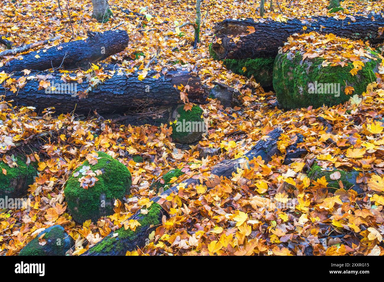 Feuilles d'automne tombées parmi les roches moussues et les bûches Banque D'Images