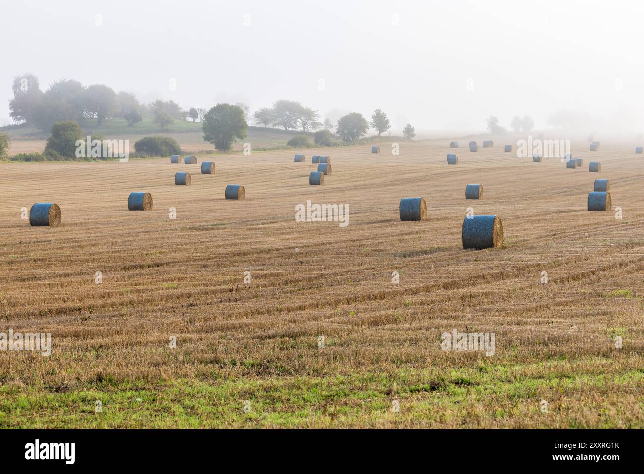 Paysage rural avec des balles de foin le matin Banque D'Images