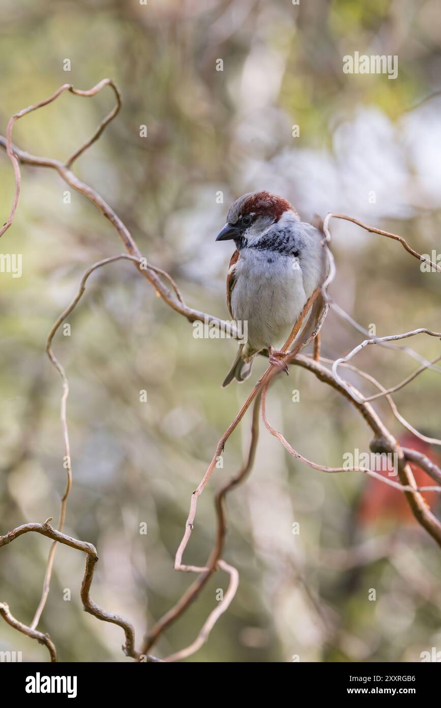 Moineau domestique [ passer domesticus ] oiseau mâle sur tige de saule torsadée Banque D'Images