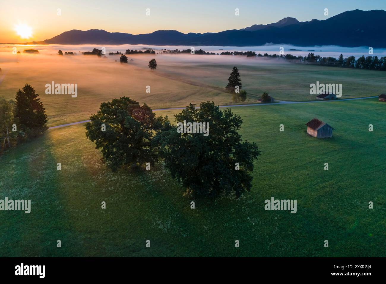 Vue aérienne de deux chênes au lever du soleil dans le paysage de montagne, été, Loisach Kochelsee Moor, Bavière, Allemagne, Europe Banque D'Images