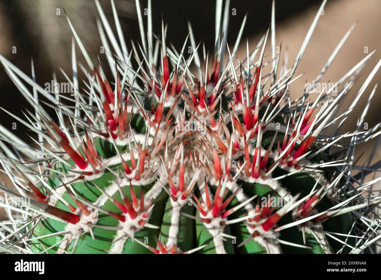 Cactus, gros plan extrême pour l'arrière-plan Banque D'Images