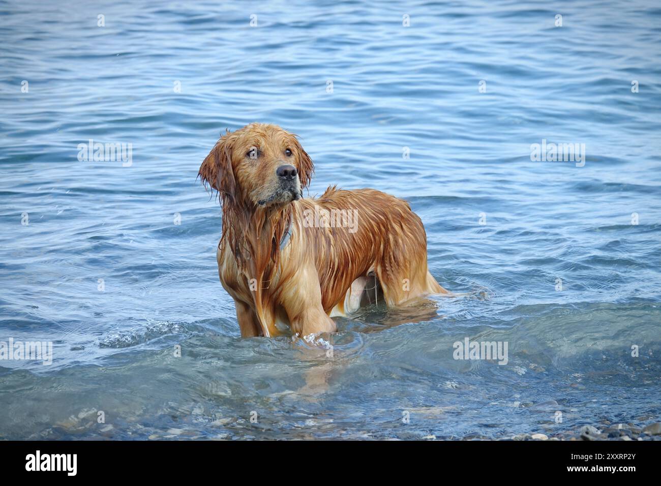 Chien nageant sur une plage de chiens en Italie Banque D'Images