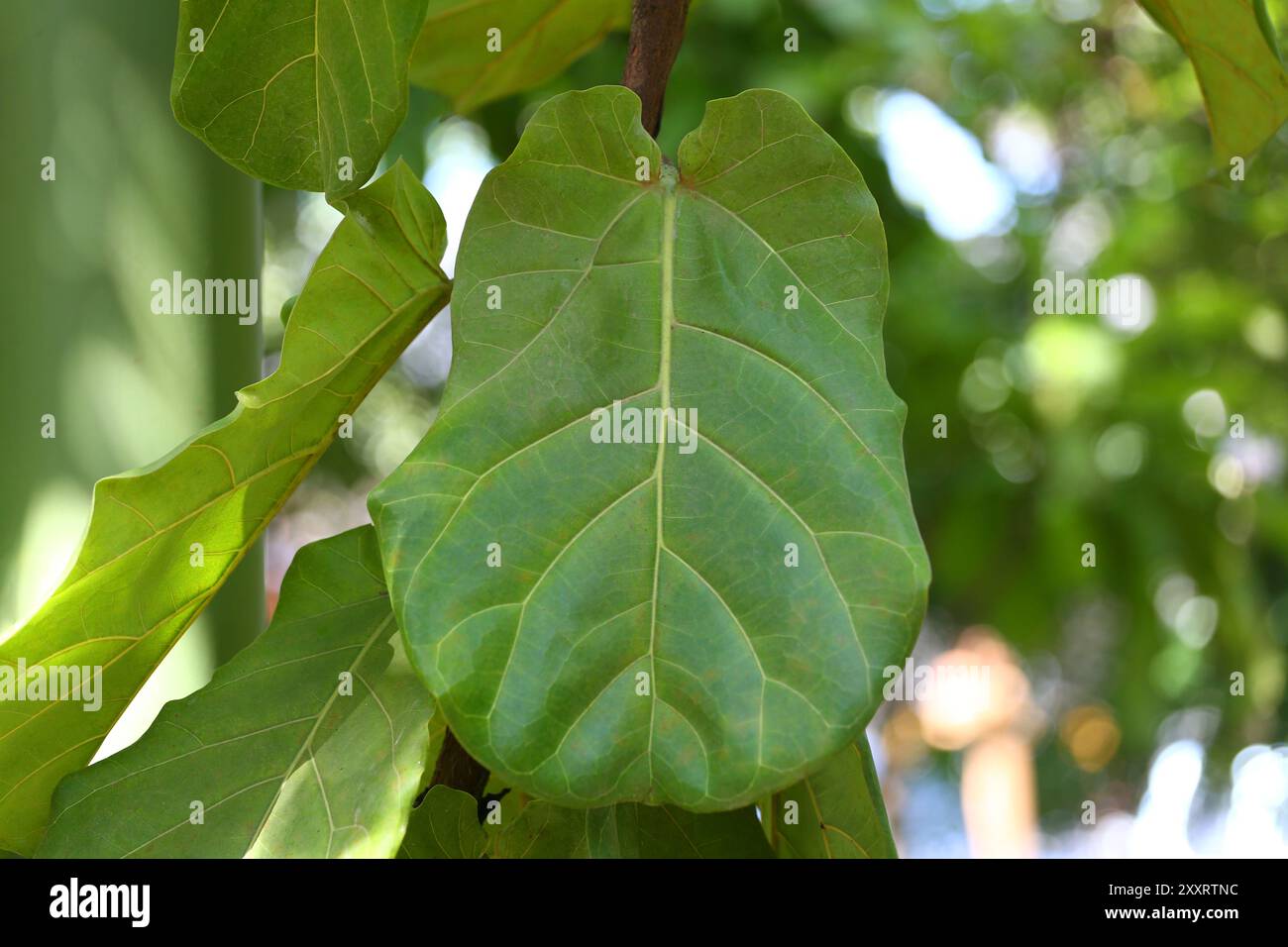 Feuilles de catappa de Terminalia ou feuille d'amande tropicale sur l'arbre dans le jardin, les arbres tropicaux sont trouvés en abondance en Thaïlande. Banque D'Images
