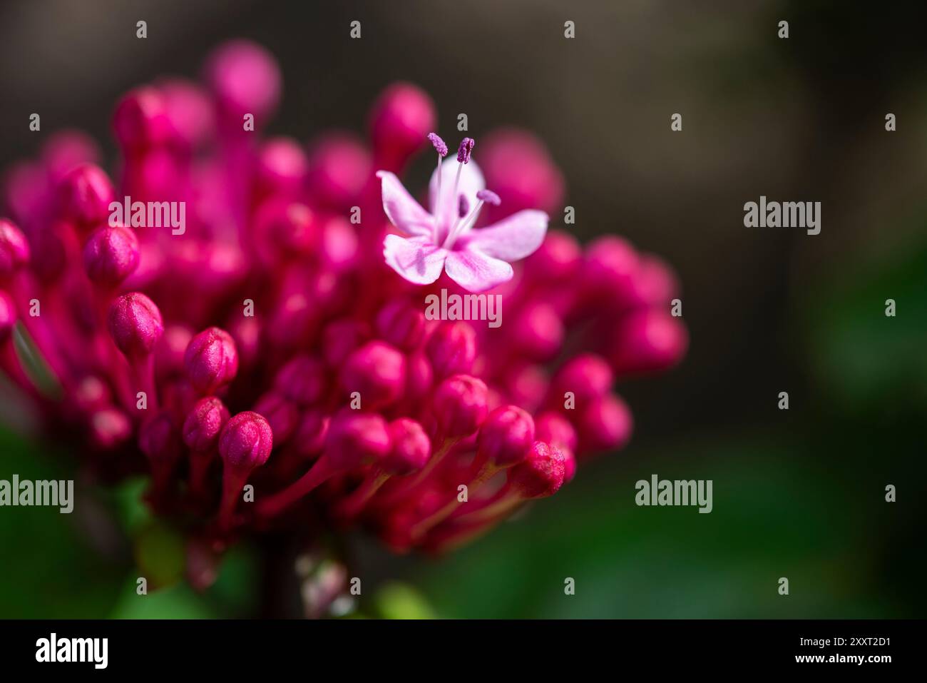 Gros plan d'une tête de fleur Clerodendrum Bungei avec masse de bourgeons roses profonds et une fleur ouverte Banque D'Images