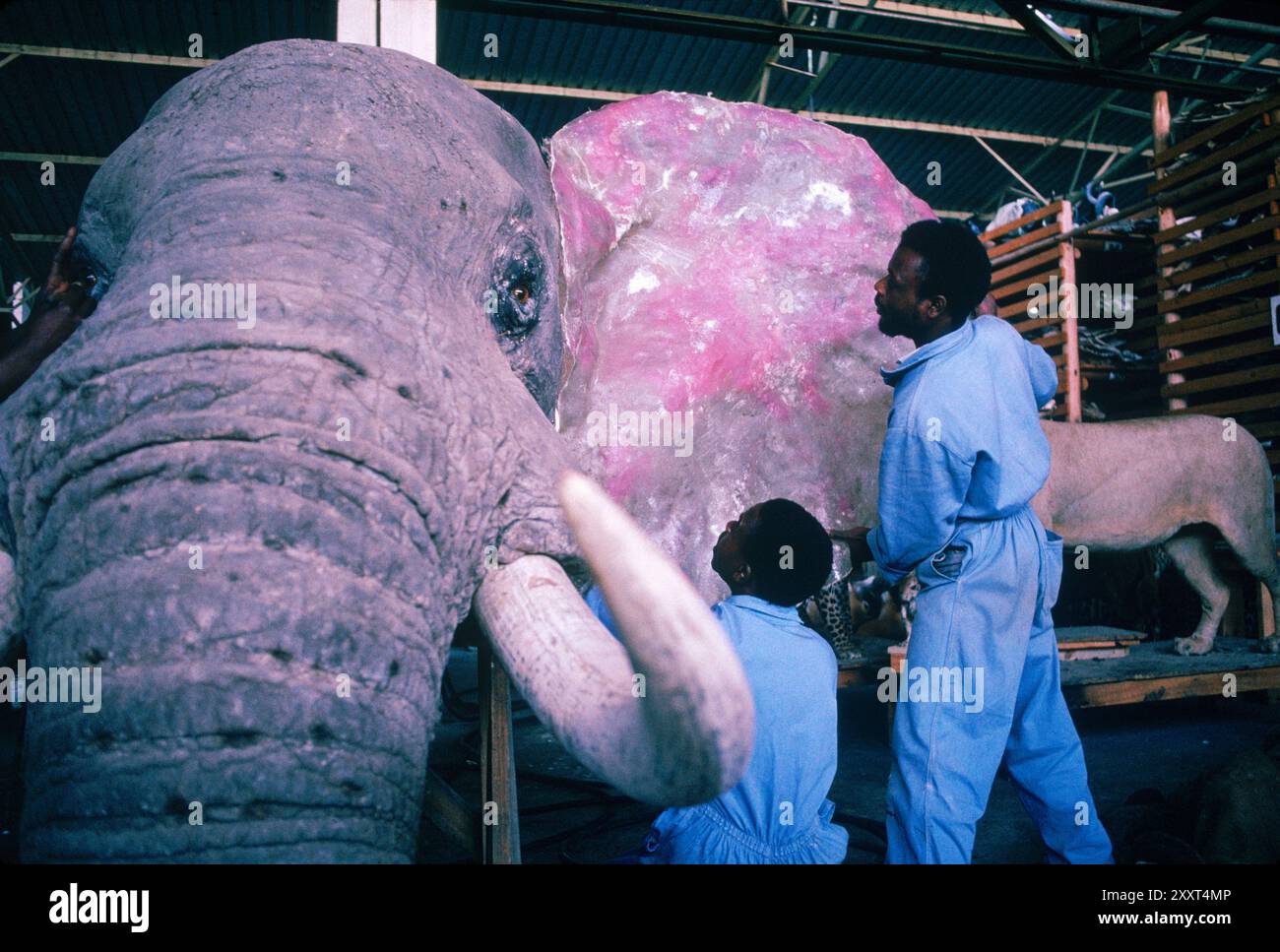 Travailleurs préparant le trophée de tête d'éléphant dans un atelier de taxidermie à Bulawayo, Zimbabwe. Banque D'Images