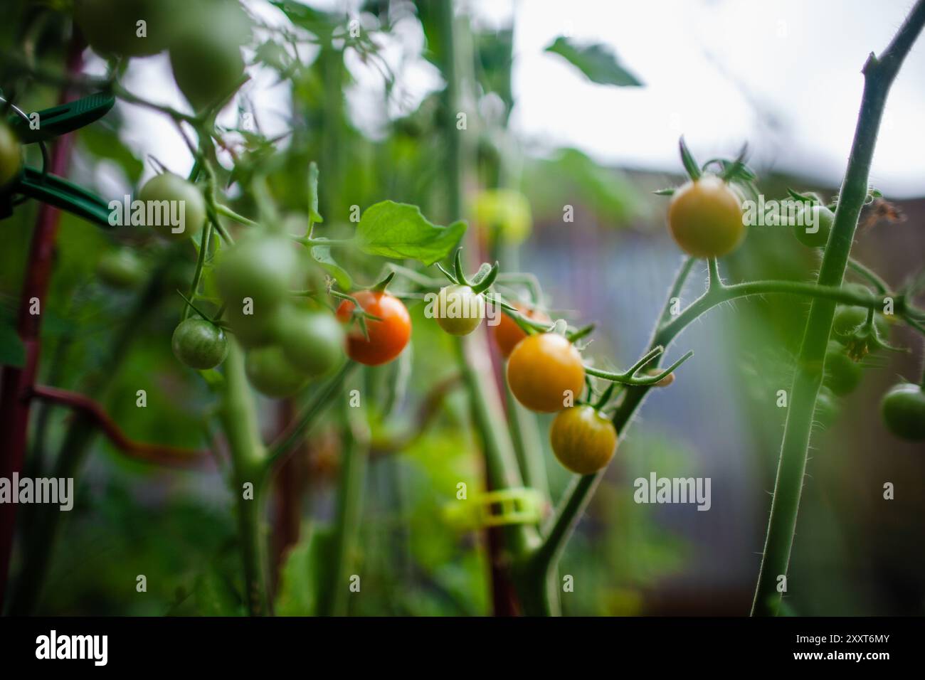 Plant de tomate, avec de jeunes tomates sur vigne Banque D'Images